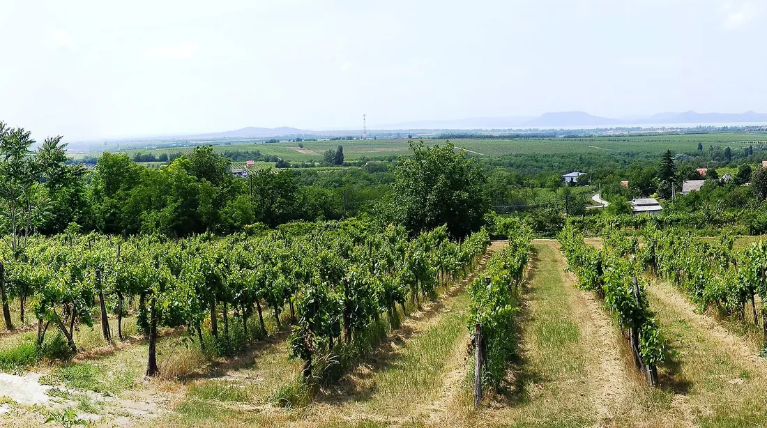 Vineyard rows on a hill above Lake Balaton near Balatonlelle